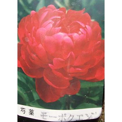 芍薬（シャクヤク） モーボクエン : 日本花卉ガーデンセンターYahoo!店