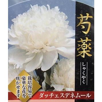 芍薬 シャクヤク ダッチェスデネムール Z 日本花卉ガーデンセンターyahoo 店 通販 Yahoo ショッピング