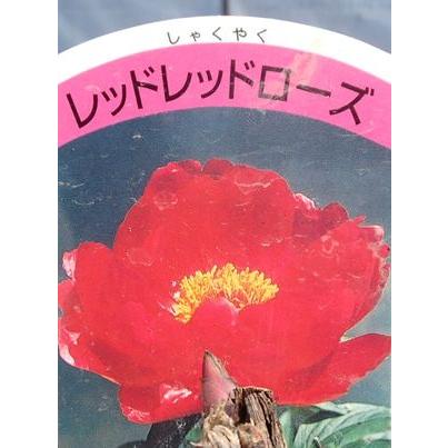 芍薬（シャクヤク） レッドレッドローズ : 日本花卉ガーデンセンター