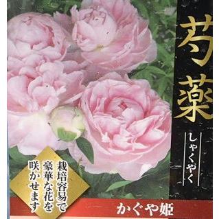 芍薬 苗 芍薬の苗 シャクヤク 苗 シャクヤの苗 芍薬（シャクヤク