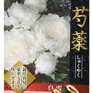 芍薬 シャクヤク 白雪姫 Z 日本花卉ガーデンセンターyahoo 店 通販 Yahoo ショッピング