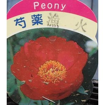 芍薬 シャクヤク 漁火 Z 日本花卉ガーデンセンターyahoo 店 通販 Yahoo ショッピング