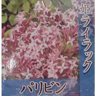 姫ライラック（パリビン）4寸ポット植え ヒメライラック : 日本花卉