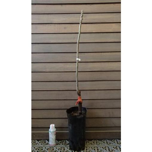 清香（改良信濃クルミ 接ぎ木苗）：果樹苗 : 日本花卉ガーデンセンター