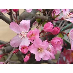 花終わり 大株 花海棠（ハナカイドウ） 6寸鉢植え 接木苗 接ぎ木苗