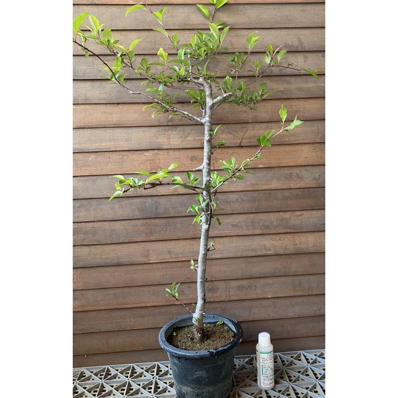 花終わり 大株 花海棠（ハナカイドウ） 6寸鉢植え 接木苗 接ぎ木苗