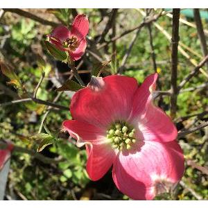 ハナミズキ 庭木 苗 花水木の木 花水木（ハナミズキ） レッド
