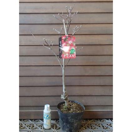 ハナミズキ 庭木 苗 花水木の木 花水木（ハナミズキ） レッド