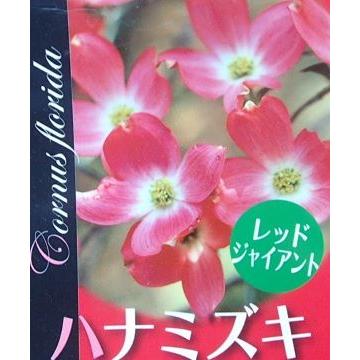 ハナミズキ 庭木 苗 花水木の木 花水木（ハナミズキ） レッド