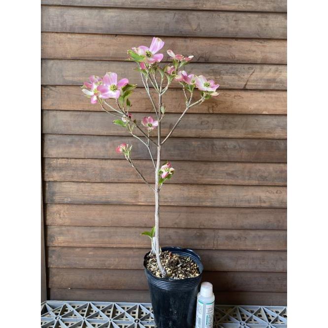 ハナミズキ１３０センチ ハナミズキ 庭木 苗 花水木の木 花水木（ハナミズキ） レッド