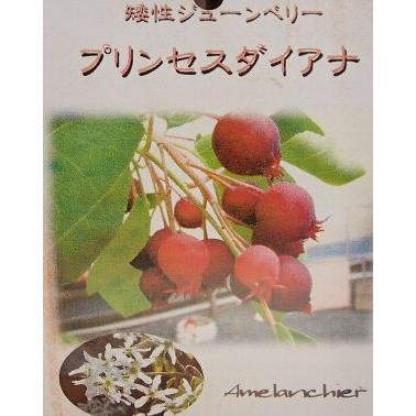 矮性ジューンベリー プリンセスダイアナ：果樹苗 8寸鉢植え 大株