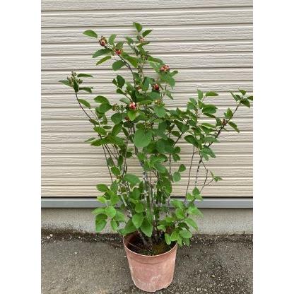 矮性ジューンベリー プリンセスダイアナ：果樹苗 8寸鉢植え 大株