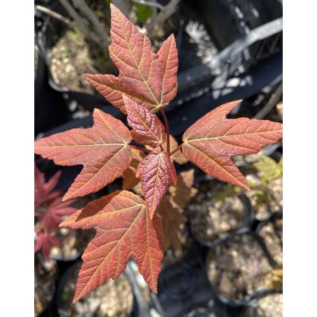 ハナノキ（ハナカエデ）3寸ポット植え 花楓 花の木 : 日本花卉ガーデン
