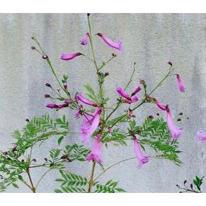 【現品】　ジャカランダ　カロバピンク　＊同梱不可商品！