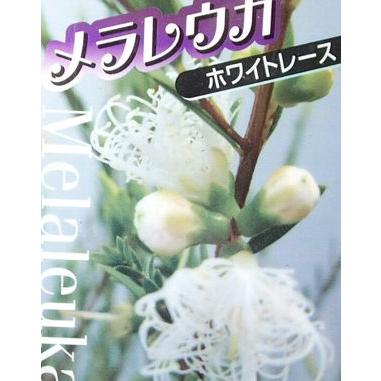 メラレウカ ホワイトレース 樹高20〜30センチ程度です : 日本花卉