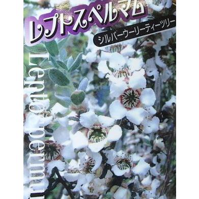定番キャンバス 日本花卉ガーデンセンターyahoo シルバーウーリーティーツリー 店メラレウカ 常緑樹