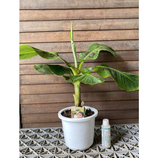 6寸鉢植え ドワーフモンキーバナナ：熱帯果樹苗 : 日本花卉ガーデン