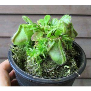 セファロタス（食虫植物） フクロユキノシタ : 日本花卉ガーデン