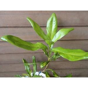 マカダミアナッツ（斑入り葉、トゲナシ） ：熱帯果樹苗 : 日本花卉