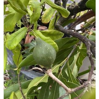マカダミアナッツ（斑入り葉、トゲナシ） ：熱帯果樹苗 : 日本花卉