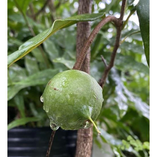 マカダミアナッツ（斑入り葉、トゲナシ） ：熱帯果樹苗 : 日本花卉