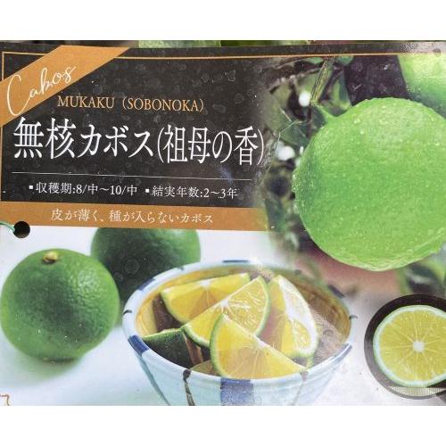 無核カボス(祖母の香）：果樹苗 種無しカボス 種無カボス 柑橘苗 苗木
