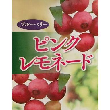 ブルーベリー苗木 苗 ブルーベリーの木 ブルーベリー ピンクレモネード
