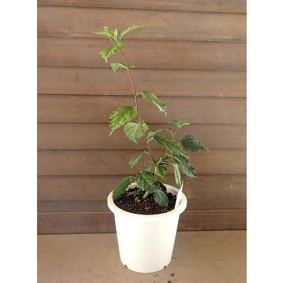 鉢植え ハイビスカス オレンジフラミンゴ : 日本花卉ガーデンセンター