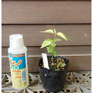 桜の木 桜の苗木 桜の花 斑入り富士桜（黄白散斑） ：フジザクラ