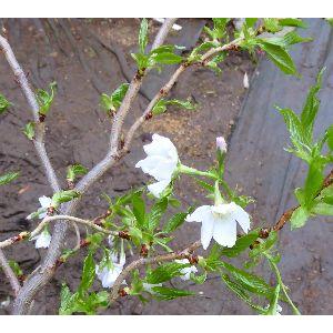雲竜大島桜 6寸鉢植え ウンリュウオオシマザクラ 桜 苗木 さくら 苗 サクラ Z 日本花卉ガーデンセンターyahoo 店 通販 Yahoo ショッピング