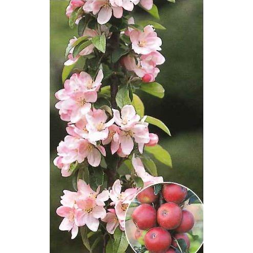 即出荷可能 りんご バレリーナツリー ワルツ 果樹苗 先端カットしている場合があります Z 日本花卉ガーデンセンターyahoo 店 通販 Yahoo ショッピング