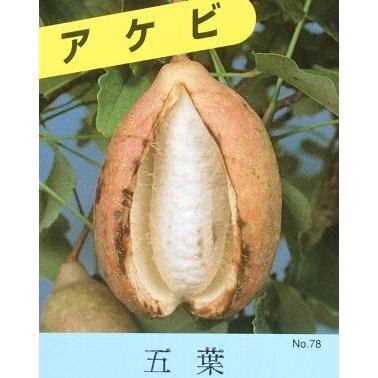 五葉あけび（五葉アケビ、ゴヨウアケビ） ：果樹苗 : 日本花卉ガーデン