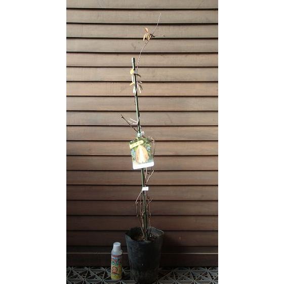 五葉あけび（五葉アケビ、ゴヨウアケビ） ：果樹苗 : 日本花卉ガーデン