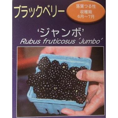 ジャンボブラックベリー：果樹苗 3寸ポット植え トゲなしブラック
