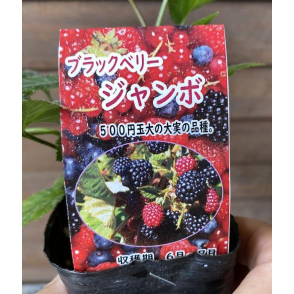 ジャンボブラックベリー：果樹苗 3寸ポット植え トゲなしブラック