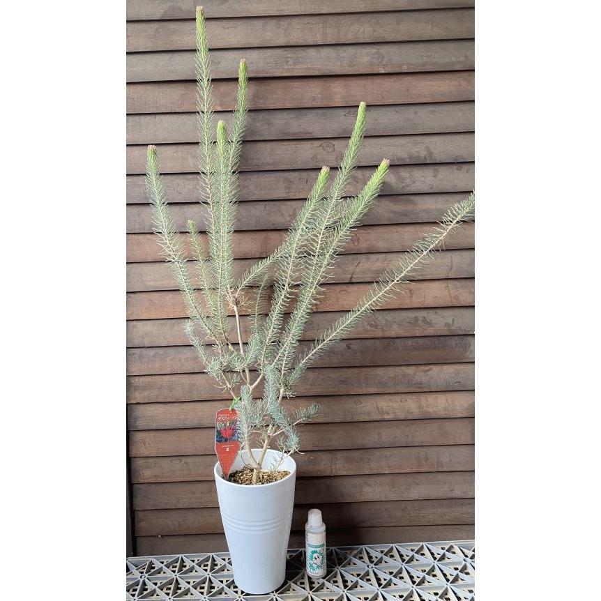 カロタムス ダステーグレー 5寸鉢植え（ワンサイド・ボトルブラシ