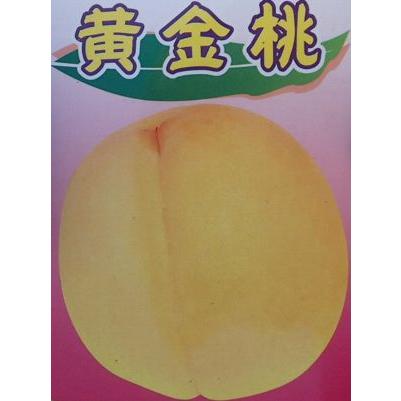 桃の苗木 黄金桃 おうごんとう （桃）：果樹苗 桃の苗木 : 日本花卉