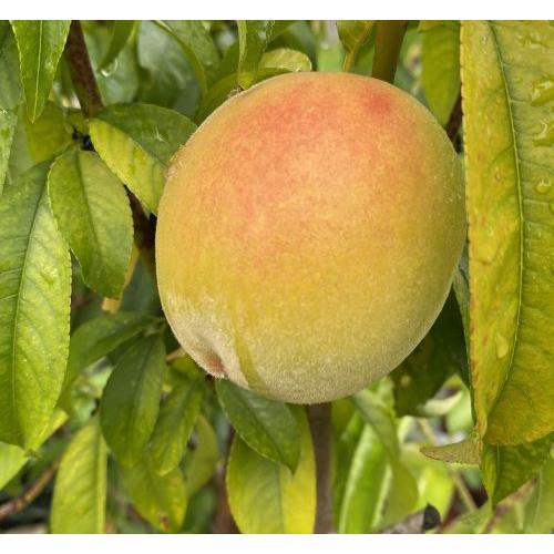 桃の苗木 黄金桃 おうごんとう （桃）：果樹苗 桃の苗木 : 日本花卉