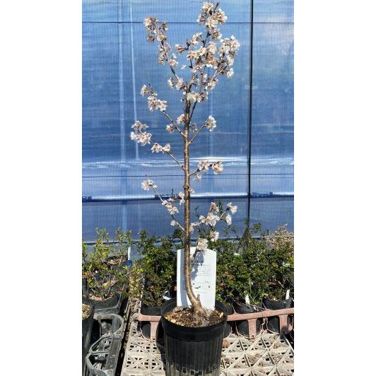6寸鉢植え）暖地桜桃（サクランボ）：果樹苗 1本で実がなります