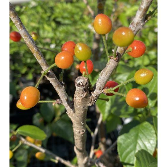 6寸鉢植え）暖地桜桃（サクランボ）：果樹苗 1本で実がなります