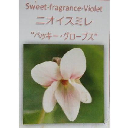 ニオイスミレ ベッキー グローブス 匂いスミレ 苗 すみれ 菫 Z 日本花卉ガーデンセンターyahoo 店 通販 Yahoo ショッピング