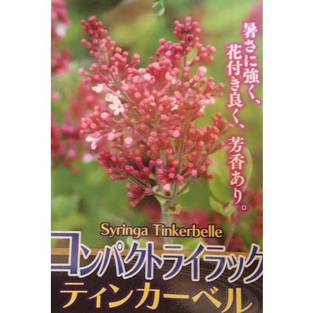 大株 姫ライラック ティンカーベル コンパクトライラック Z 日本花卉ガーデンセンターyahoo 店 通販 Yahoo ショッピング