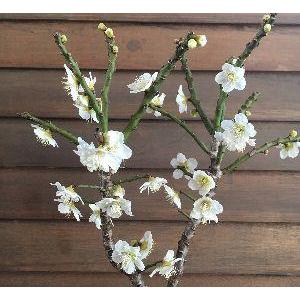 金獅子 雲竜梅（白花）樹高15センチ程度 ：キンジシ ウンリュウバイ