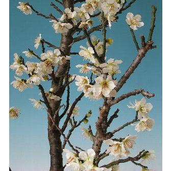 金獅子 雲竜梅（白花）樹高15センチ程度 ：キンジシ ウンリュウバイ