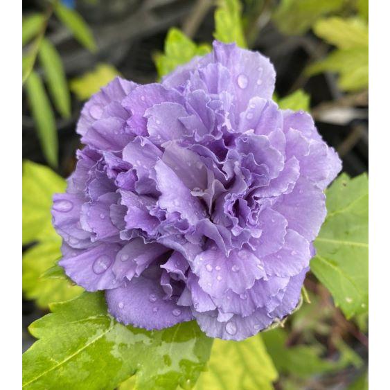 玉虫のように色を変え深く沈む花紫に。アンティークの道行きです 楽天市場】刺繍糸 にしきいと たすき撚り 鏡 玉虫 発泡水 蛍