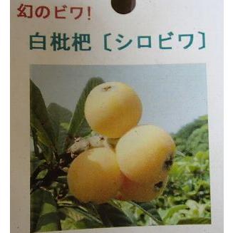幻の枇杷、シロビワ（白枇杷） 接ぎ木 ：果樹苗 : 日本花卉ガーデン