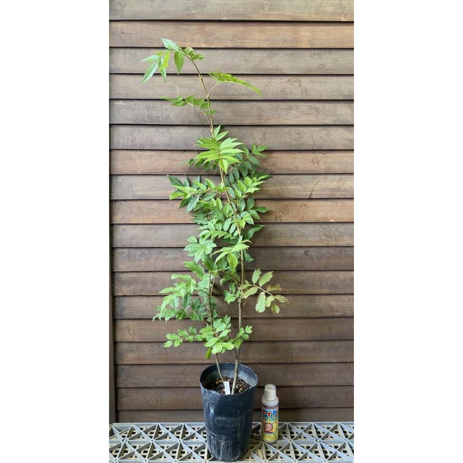 ナナカマド 苗 苗木 樹高70〜90センチ程度 : 日本花卉ガーデンセンター