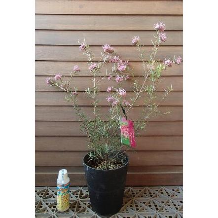 グレビレア アメジスト : 日本花卉ガーデンセンターYahoo!店 - 通販