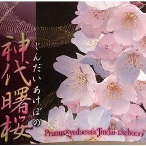 桜の木 桜の苗木 桜の花 神代曙桜（4寸ポット植え）：ジンダイアケボノ