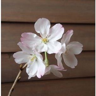 桜の木 桜の苗木 桜の花 神代曙桜（4寸ポット植え）：ジンダイアケボノ